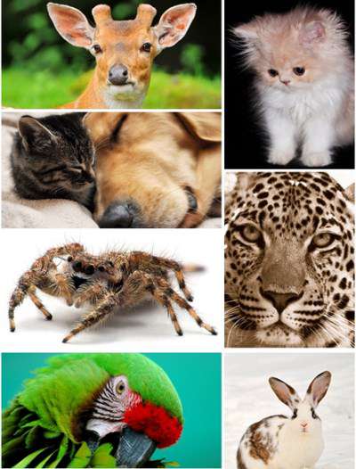 250 Animals Wallpapers (2012)Full HD